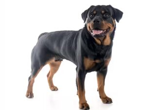 alimentation du Rottweiler.