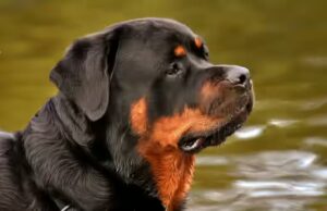 Combien d'exercice quotidien pour un Rottweiler ?