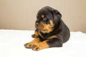 croissance du Rottweiler : De chiot à adulte