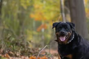 éduquer un Rottweiler :