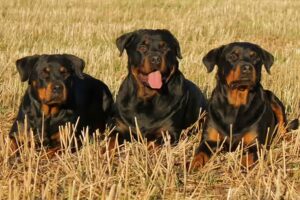 incroyable histoire du Rottweiler