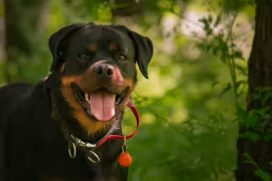 La perte de poils chez le Rottweiler