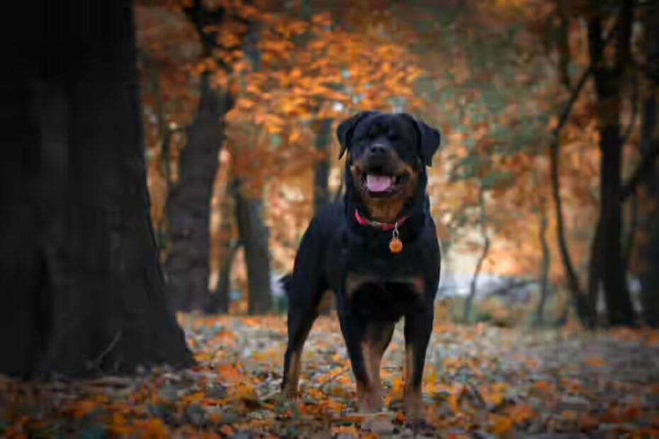 Le poids du Rottweiler adulte :