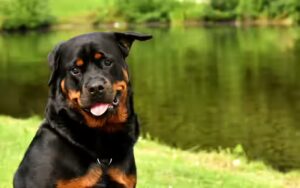 le rottweiler perd il beaucoup ses poils