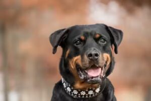 les Soins des oreilles du Rottweiler :