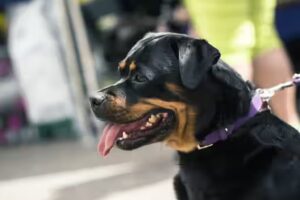 Rottweiler en appartement